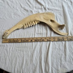Hand Painted Horse Jawbone Art – Common Loons on Lake Scene Signed Cordova 5/13