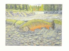 9”x12” Oil on Canvas Board Original Painting. Trout in the Sun