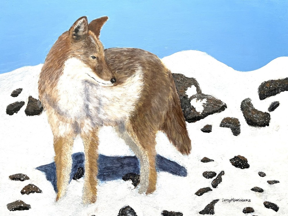 Coyote, Dogs, Wild Dogs, Fox, Wolves