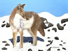 Coyote, Dogs, Wild Dogs, Fox, Wolves