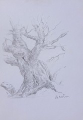 GERRY MILLER Original Drawing „Tree.“ Graphite pencil on paper.15x21cm
