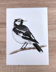 Original Watercolour Magpie Lark Peewee Painting 21cm x 28.5cm
