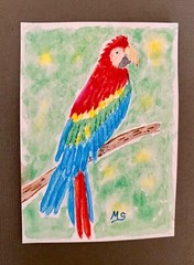 Parrot Original ACEO Painting Colorful Macaw Bird Animals Nature ATC Art