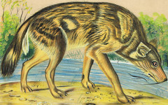 Indian Miniature Painting Of Wild Jackal – Animal Art On Paper 8.5×6.5 Inches