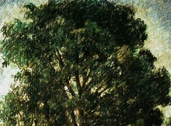 Rudolf WESSELY (1894-?) Bäume mit Schwarzpappel