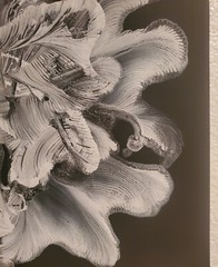 HAND PAINTING BY JODI – ACRYLIC ON COTTON CANVAS