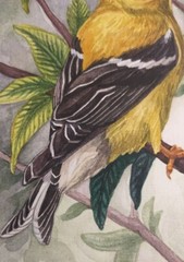 American Goldfinch art Original Watercolor Bird on a Branch Small Painting 5x7in