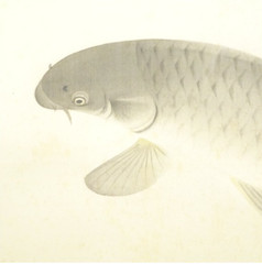 Ohno Bakufu Swimming Carp Silk Painting Hanging Scroll Signed & Sealed w/ Box