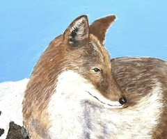Coyote, Dogs, Wild Dogs, Fox, Wolves