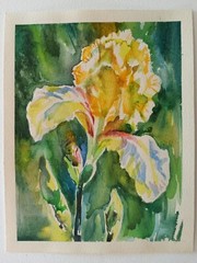Yellow Iris Flower Watercolor Painting Still Life Irises Floral Wall Art 8“/6“