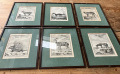 6 zoological illustrations, framed, 31×36 cm