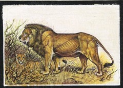 Hand Miniature Painting Of Lion Handmade Wildlife Art On Silk 8.5×6.5 Inches