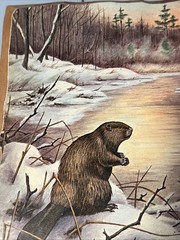 12×9.5 Beaver In Snow Landscape John Taylor On Wood