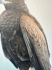 REALIST PAINTING EAGLE BIRD REALISM LARRY HUNT EXHIBITED NATURE WESTERN ARTIST