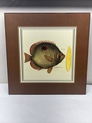 La Rachel Noire. Fig. 387 Fish Painting 14”x14”
