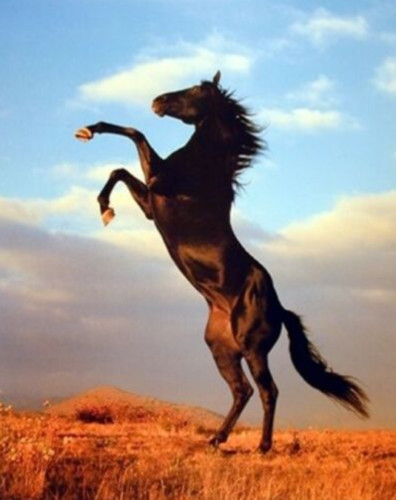 Art Oil Painting Modern Handpainted High Quality Animal horse Wall Home Decor