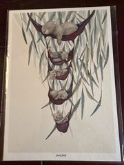Tasmanian Artist Patricia Hopwood-Wade Watercolour, Koala Bears