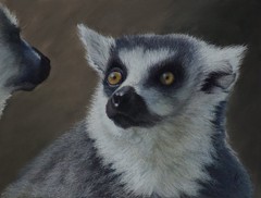Original Pastel Lemur Painting Framed Wildlife Art Ring Tailed Lemur Portrait