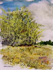 Forsythia and Dandelions