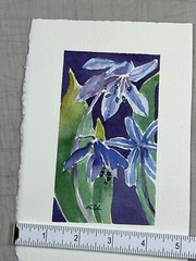 Roberta Larson Original Watercolor Painting Scilla 7×6” Signed Flower Fine Art