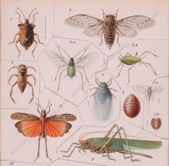 Josef Fleischmann (Illustrator / Brehm’s „Life of Animals“) watercolor, c1900(m)