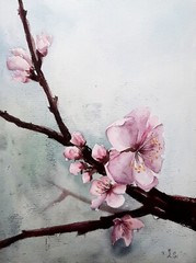 Sakura Original Watercolor Painting 11*15 inch Wall Decor Oriental Art