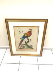 FRAMED MULTI- COLORED PARROT PAINTING MEDIUM SIZED 29 BY 24.5 IN