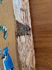 Hand Painted Nature Picture w/ Blue Jays, Raw Edge Wood, Vermont Artist