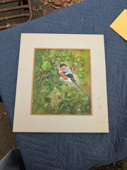 Fine Bird Watercolor Painting 9 1/2″ x 11 1/2″ Gillien Whitaker Bullfinch