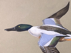 Orig. Bird/Duck Art Painting – Shoveler by Walter Weber, Ini. W.A.W, Dated 1931