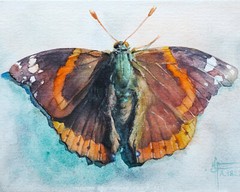 Original Butterfly Watercolor Painting, Red Admiral Colorful Bug Small Moth Art