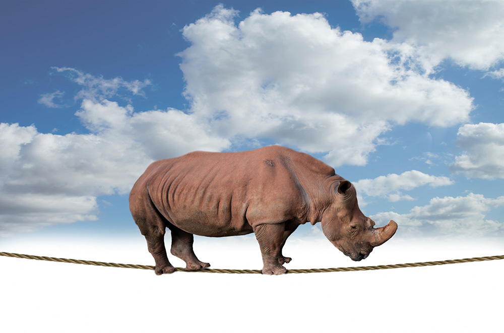 perfect 36×24 oil painting handpainted on canvas“Rhino Balancing On Rope „NO4198