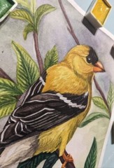 American Goldfinch art Original Watercolor Bird on a Branch Small Painting 5x7in