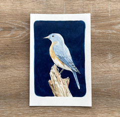 Blue Bird Watercolor and Gouache Painting, signed, Original 6×9 inches