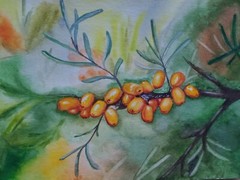Original watercolor painting Sea ​​Buckthorn Still life 14,8 x 19,5cm