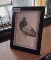Adoptable Pigeon – Bennett – #5 – OOAK Watercolor Painting – 4×6”, Incl Frame