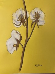 THREE COTTON BOLLS Harvest Season Painting K C Jones Farmhouse Southern Farm Art