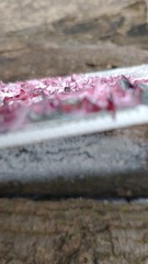 Original 5″x7″ Oil Painting Textured Pink & White Cherry Blossom Tree IMPASTO