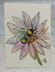 ACEO OOAK Series – Bees & Blooms in Watercolor Scribble Outline Style Pink Daisy