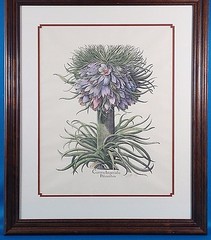 Basilius Besler Corona Imperialis Polyanthos Hand Colored Etching Print Signed