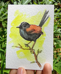ACEO Original Watercolor Whimsical Red and Black Songbird Bright OOAK Painting