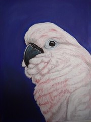 Cockatoo original painting-Moluccan Cockatoo painting