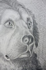 Dog Head, Saint Bernard, Swiss Mountain Dog, Pencil Drawing, Circa 1880-1900