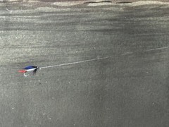 Sporting Painting Sea Trout Nearly Hooked The Silver Zulu Fly By Roger McPhail
