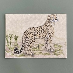 Original ACEO – Cheetah – Watercolor Painting Big Cat Art Card (Felidae Series)