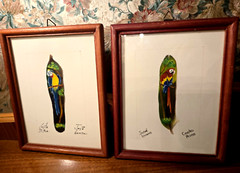 Vintage 2 JOSE GARRO – PARROT PAINTED on FEATHER – Costa Rica – Framed &SIGNED