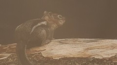 GOLDEN MANTLE SQUIRREL PAINTING SIGNED ELSIE PARK FRAMED 1991 12X13 22X22