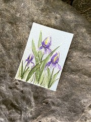 ACEO #074 Watercolor Three Iris Flowers With Leaves, Hand Painted, Original