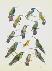 Original Hummingbirds Art Painting by John O’Neill, Signed, Dated 1972, Framed