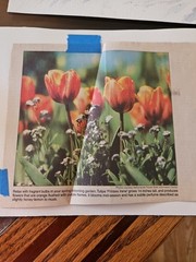 Lot Of 2 Original Watercolor Paintings Signed Helen Wilson 1999/2003 Unframed